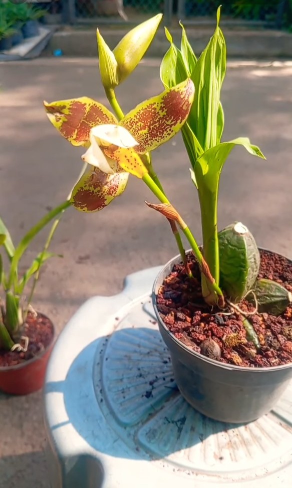 Lycaste deppei — blühende Pflanze